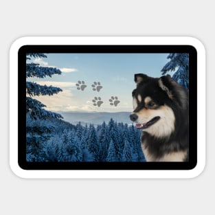 Finnish lapphund Sticker